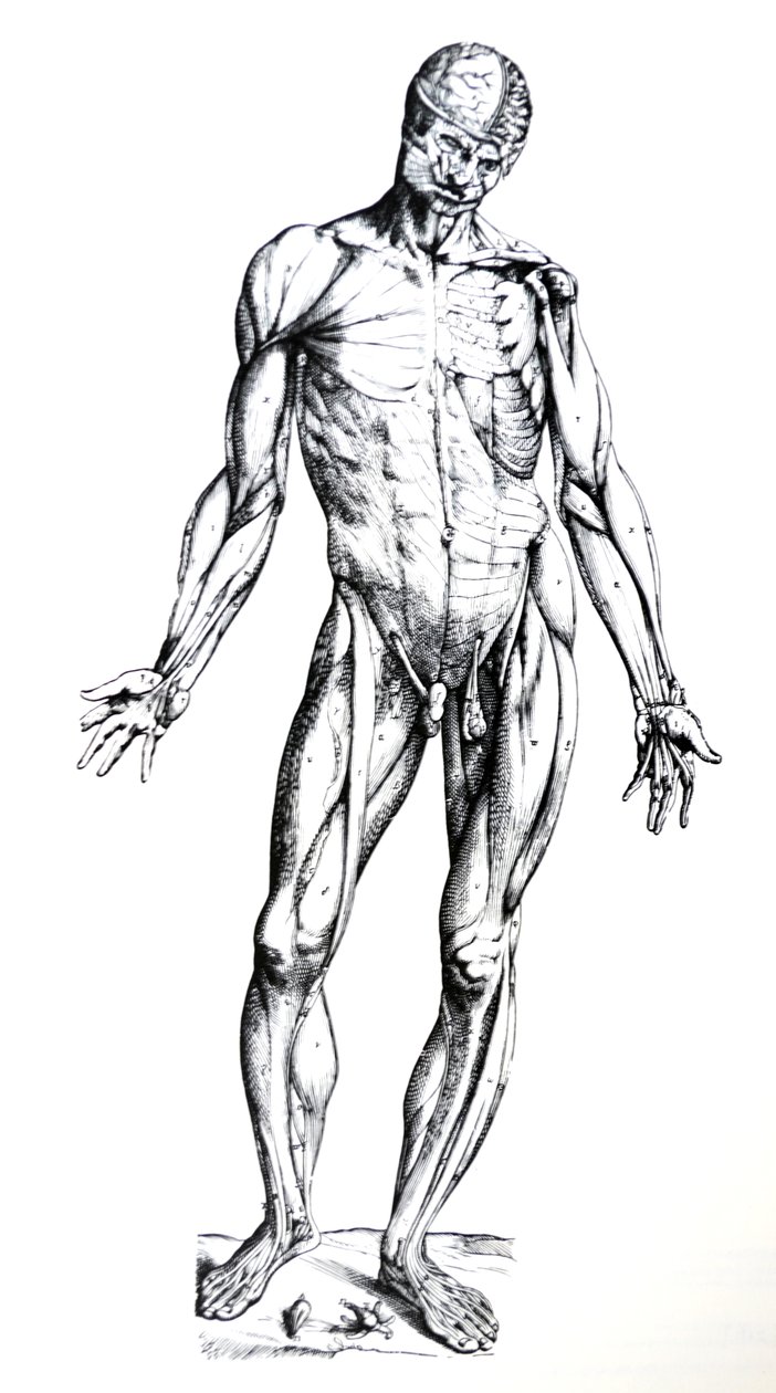 De Humani Corporis Fabrica