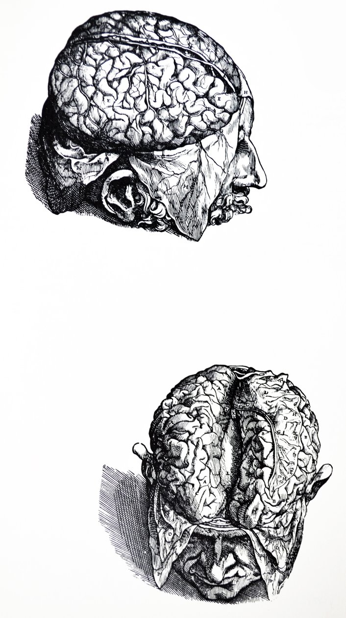 De Humani Corporis Fabrica