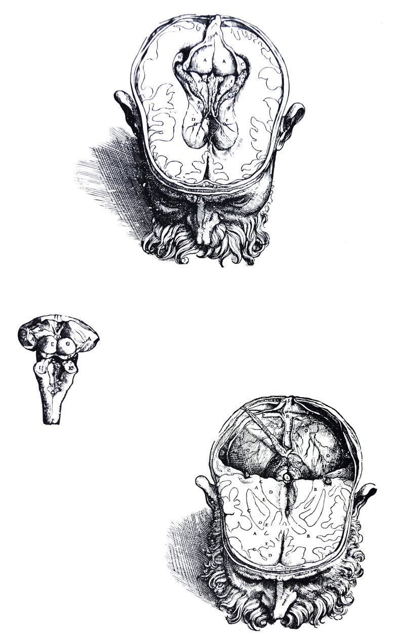 De Humani Corporis Fabrica