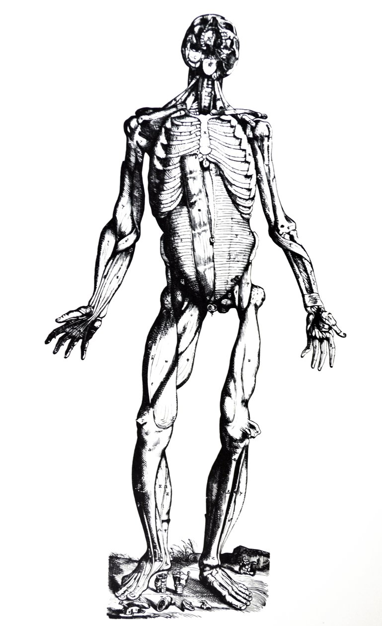 De Humani Corporis Fabrica