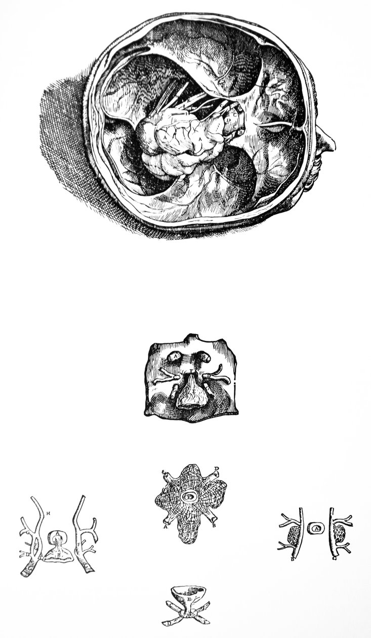 De Humani Corporis Fabrica