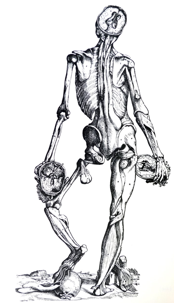 De Humani Corporis Fabrica