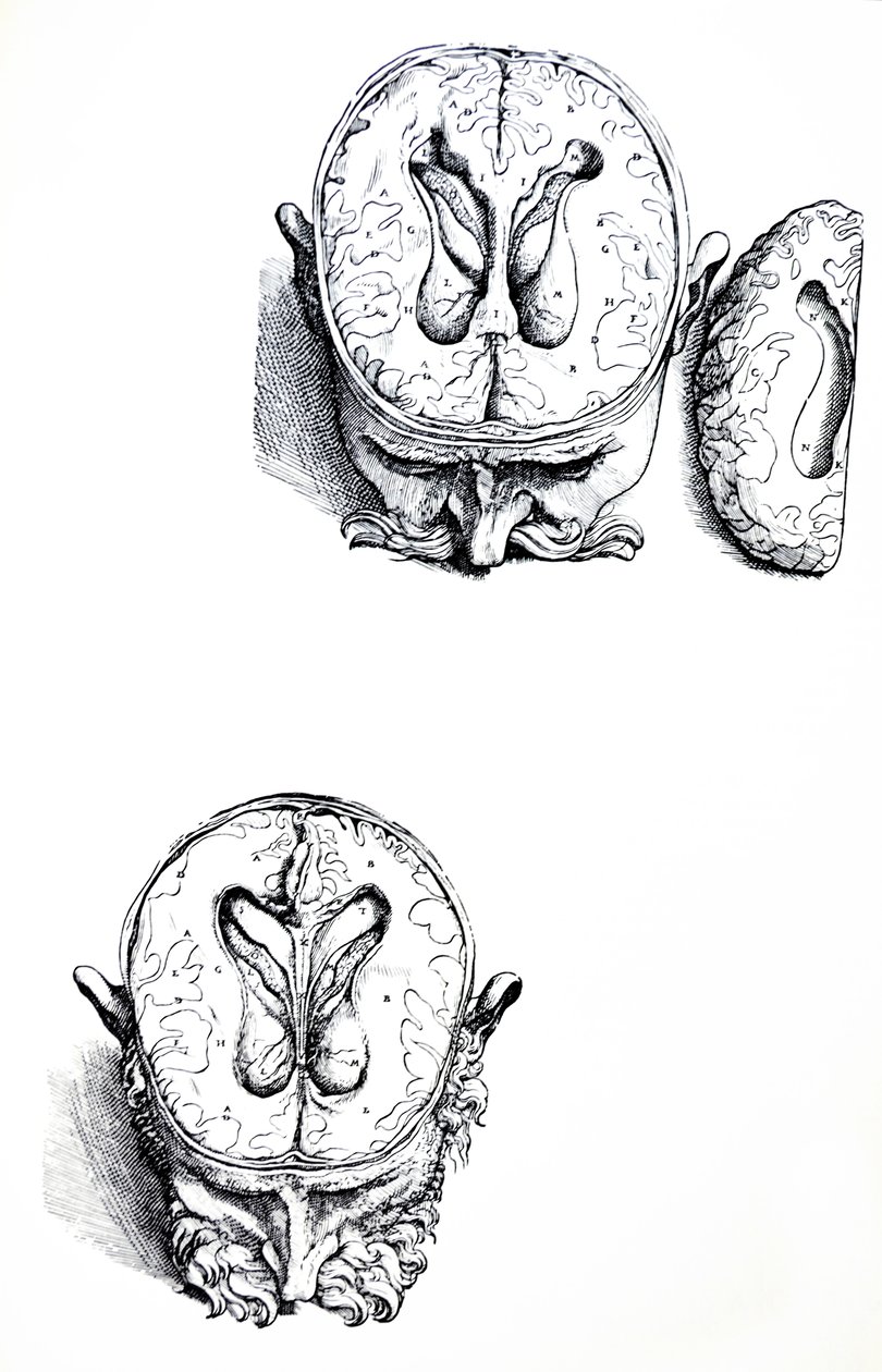De Humani Corporis Fabrica