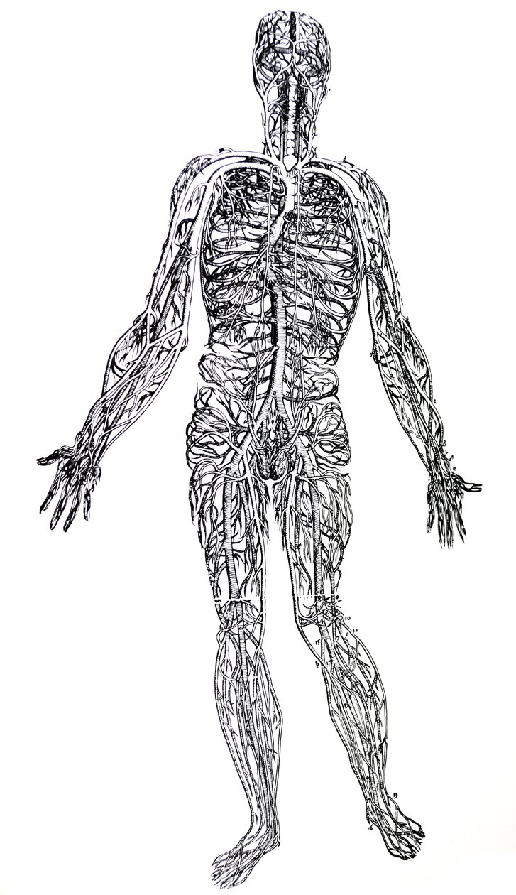 De Humani Corporis Fabrica