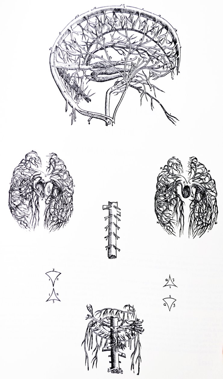 De Humani Corporis Fabrica