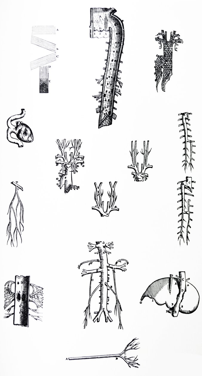De Humani Corporis Fabrica