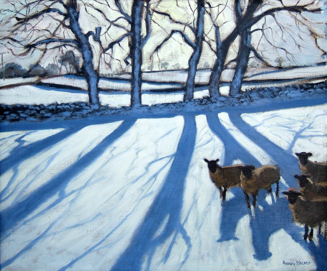 Karda koyun, Derbyshire by Andrew Macara