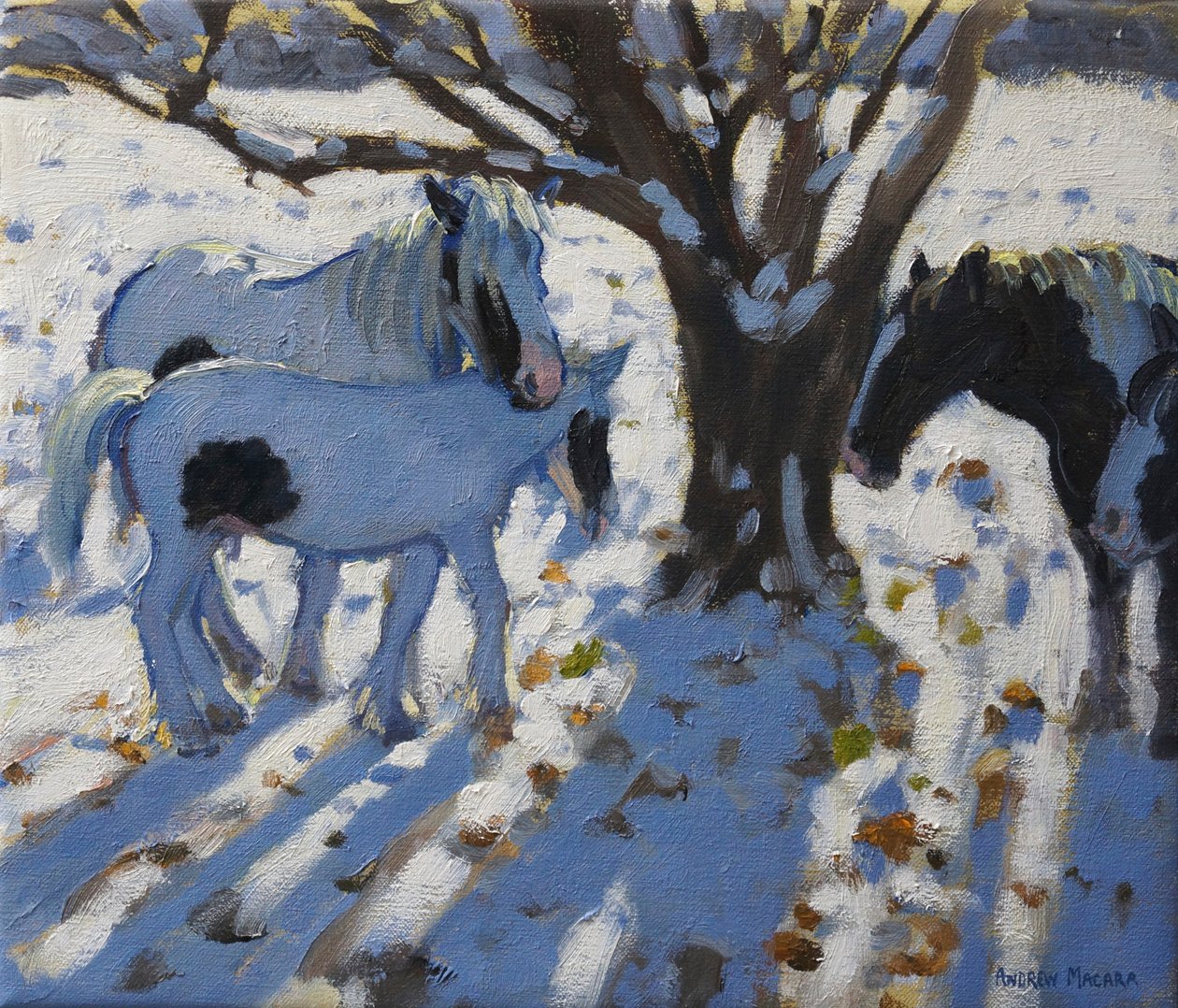 Skewbald Ponies in Winter, 2012  by Andrew Macara