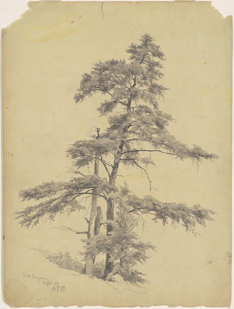 Ağaçlar, Batı Virjinya by Andrew Fisher Bunner