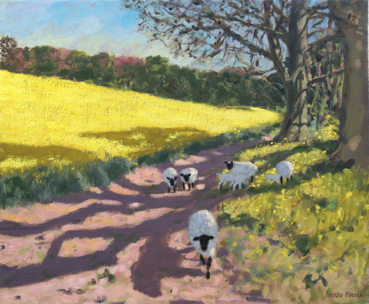 Koyun ve sarı alan,2017, by Andrew Macara