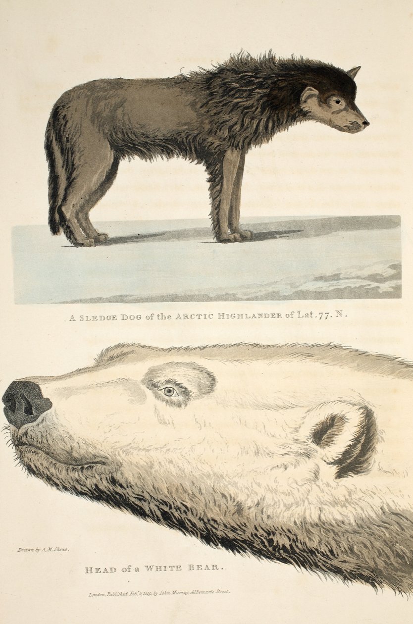 Arctic Highlander'ın Kızak Köpeği ve Beyaz Ayı Başı, 'Bir Keşif Yolculuğu'ndan bir çizim, 1819 by Andrew Motz Skene
