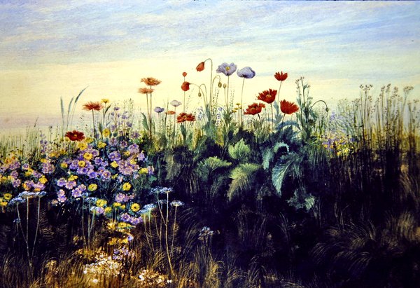 Yabani Çiçekler (kağıt üzerine sulu boya) by Andrew Nicholl