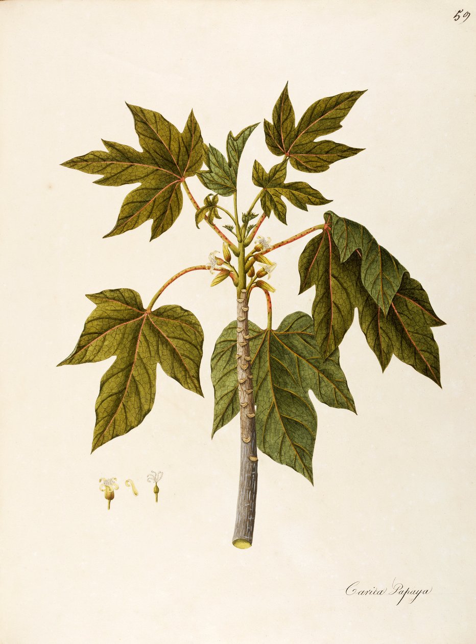 Papaya (Carica papaya), Caricaceae, meyvesi için yetiştirilen, tropikal Amerika