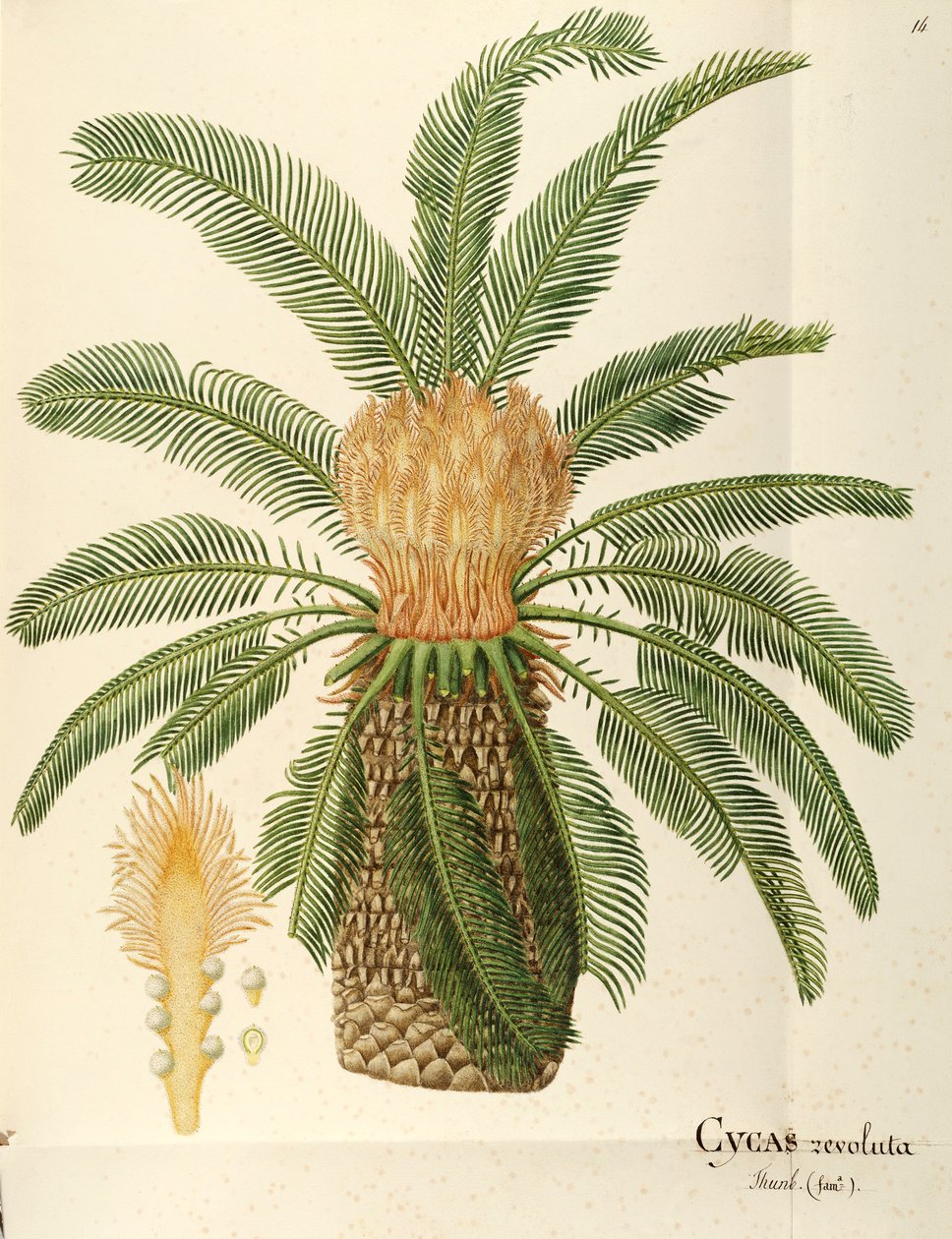 Sago palmiyesi (Cycas revoluta Thunb), Angela Rossi Bottione tarafından Cycadaceae, suluboya by Angela Rossi Bottione