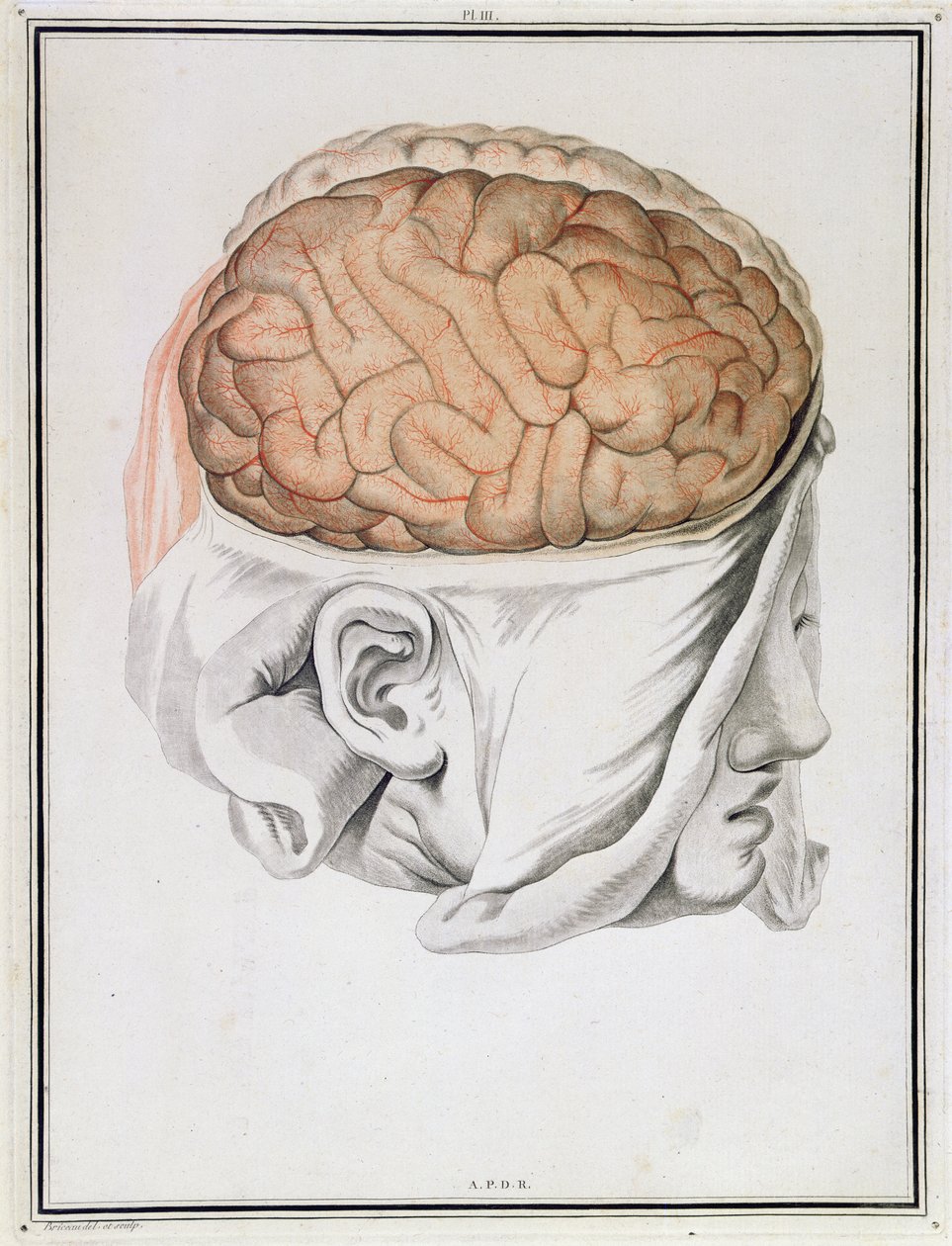 Beyin, 'Traite d'Anatomie de Cerveau'dan Felix Vicq d'Azyr (1748-94) 1786 by Angelique Allais