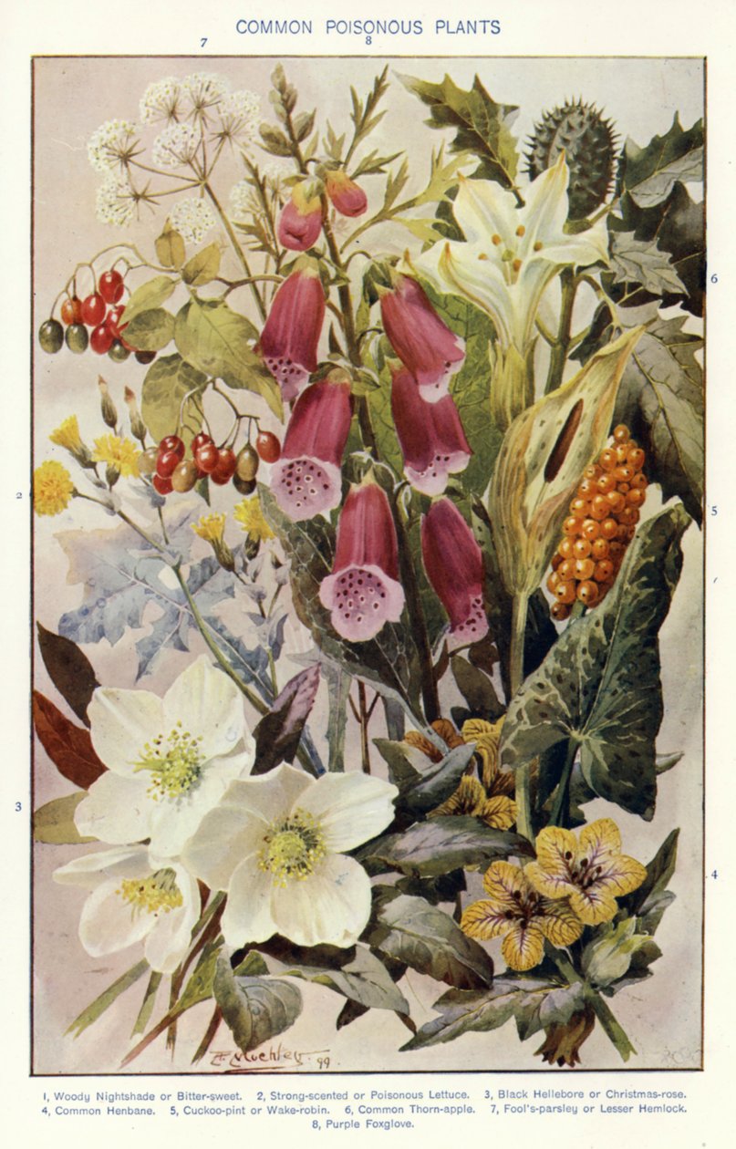  by Angelo Fairfax Muckley