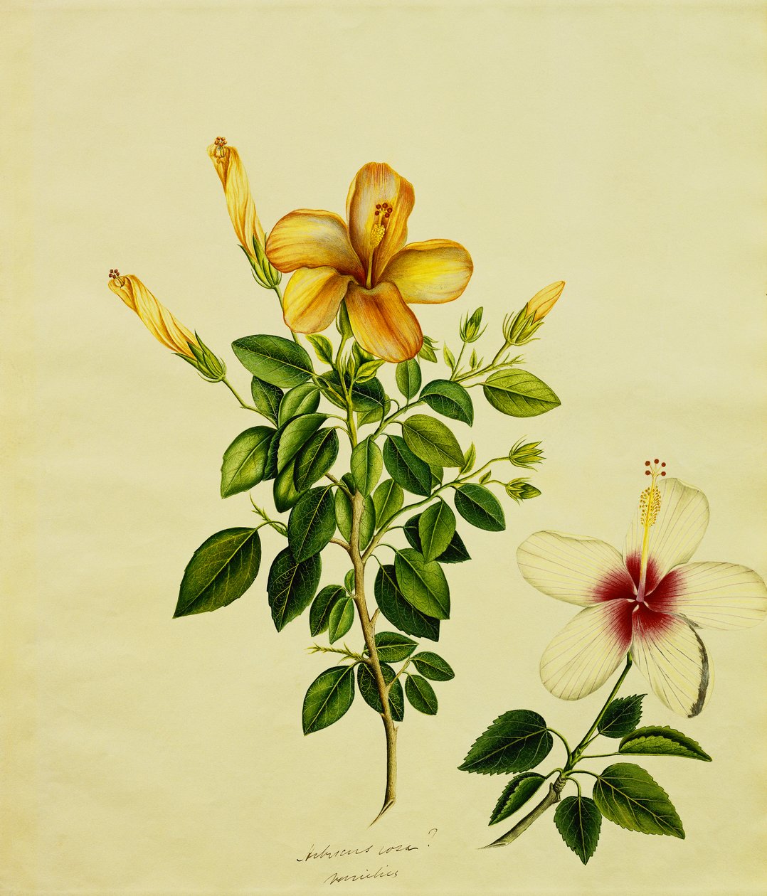 Hibisci, Aloe ve Diğerleri Çalışmaları, c.1840 by Anglo Indian School