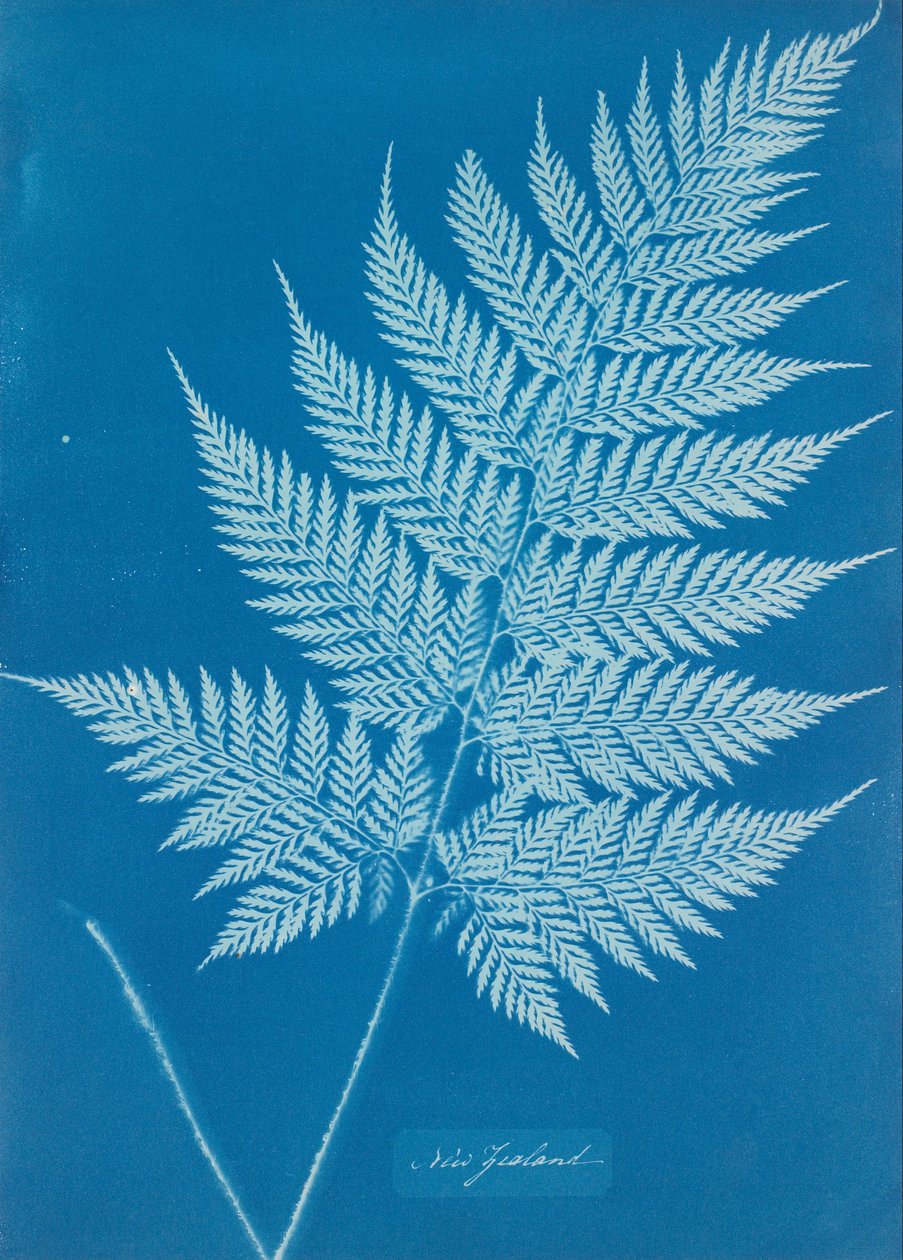 Yeni Zelanda by Anna Atkins