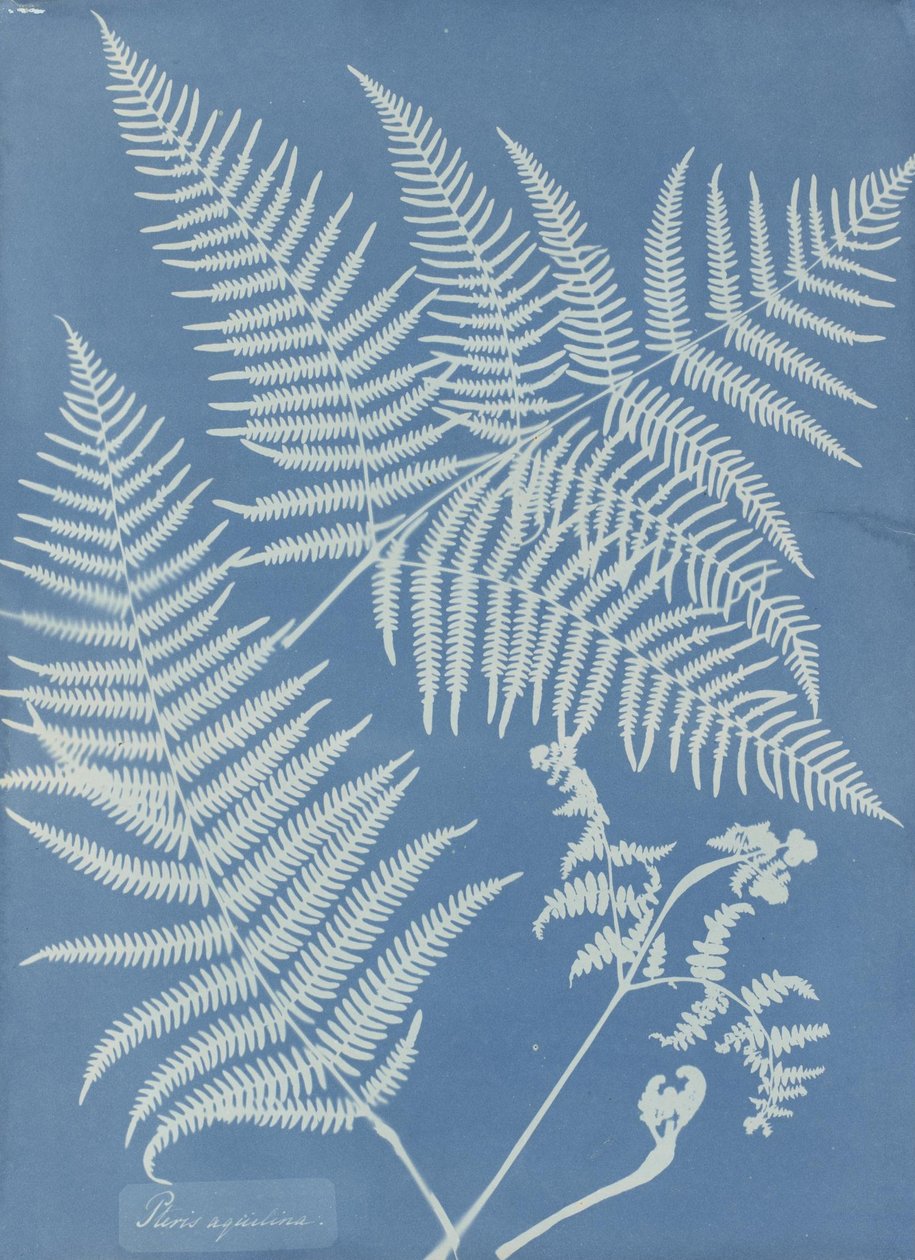Pteris aquilina by Anna Atkins