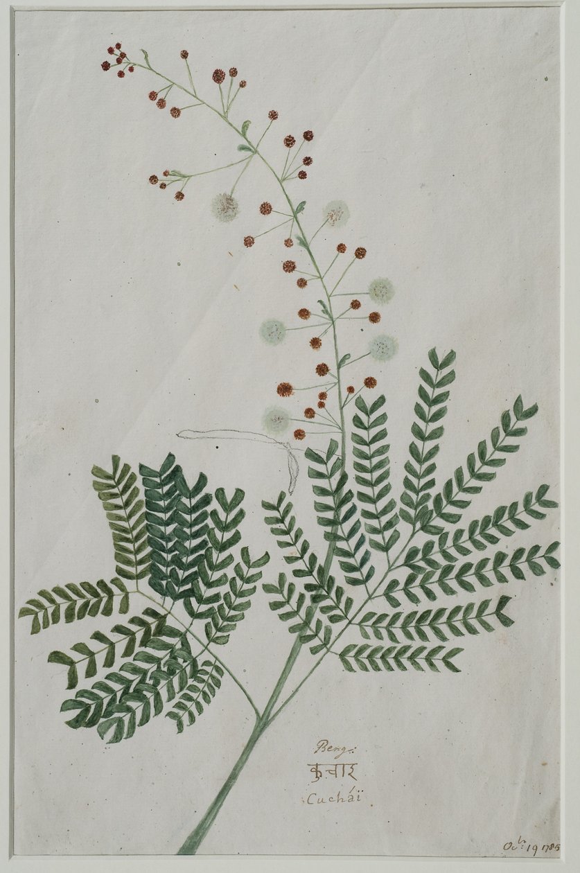 Acacia leucophloea, 1785 (kağıt üzerinde wc) by Anna Maria Jones