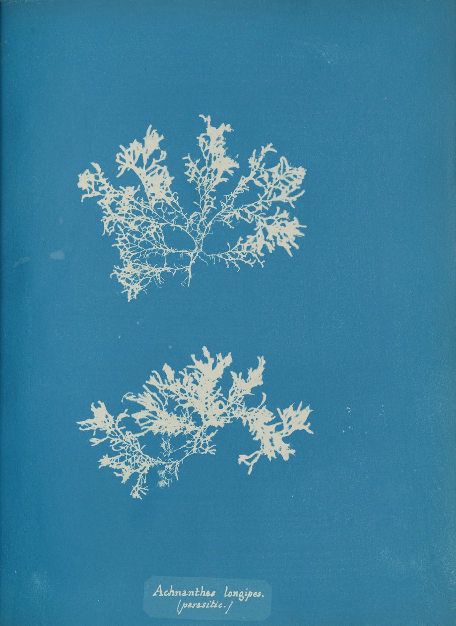 Achnanthes uzun ipleri. parazitik., ca. 1853. by Anna Atkins