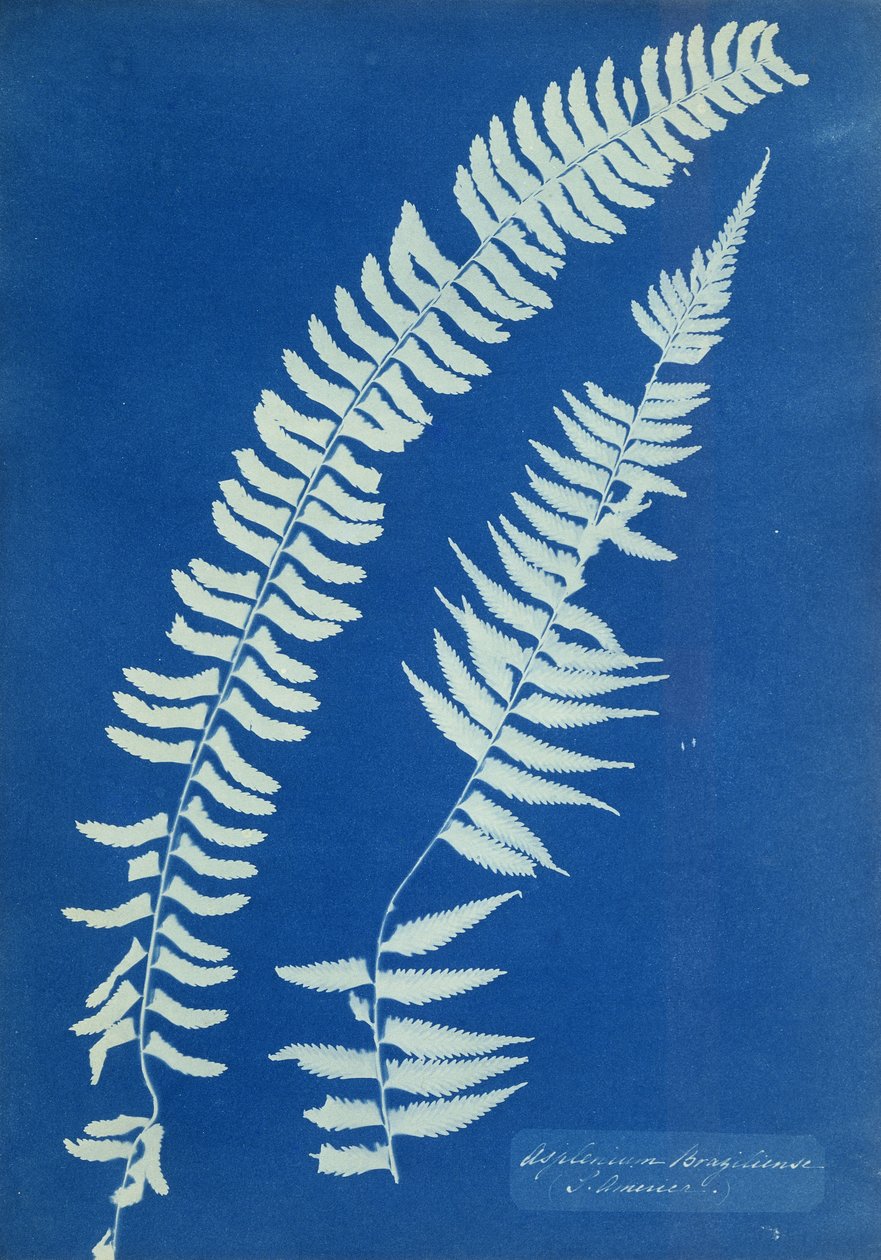 Asplenium Braziliense, Güney Amerika, 1850 dolayları by Anna Atkins