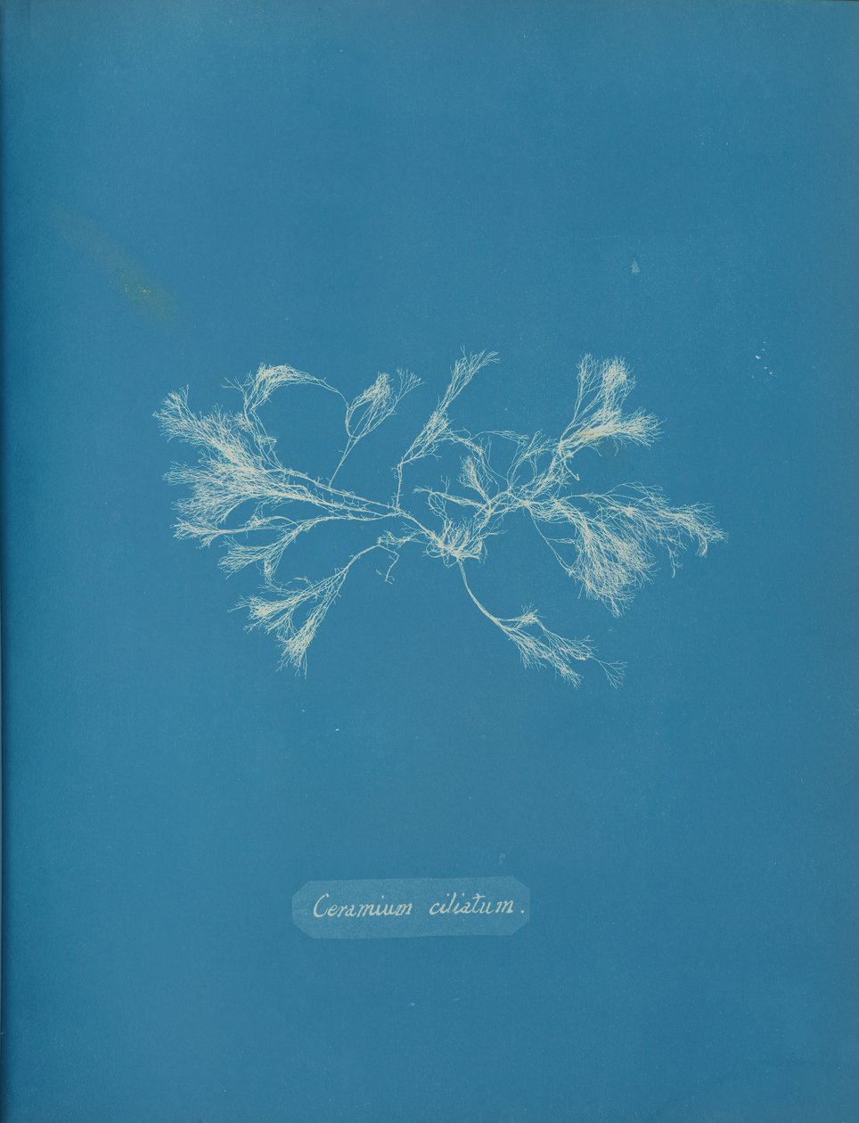 Ceramium ciliatum, yaklaşık 1853 by Anna Atkins
