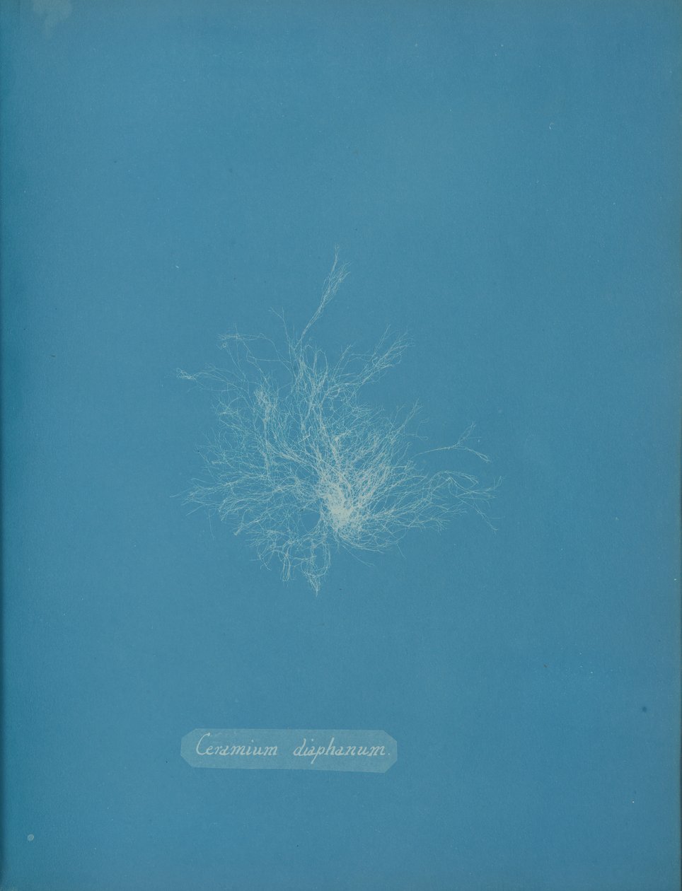 Ceramium diaphanum, yakl. 1853 by Anna Atkins