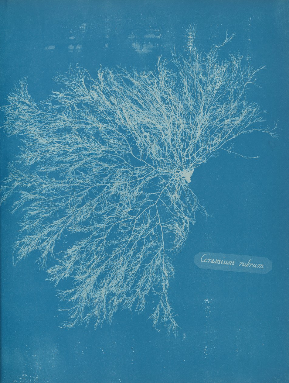 Kırmızı Seramyum, ca. 1853 by Anna Atkins