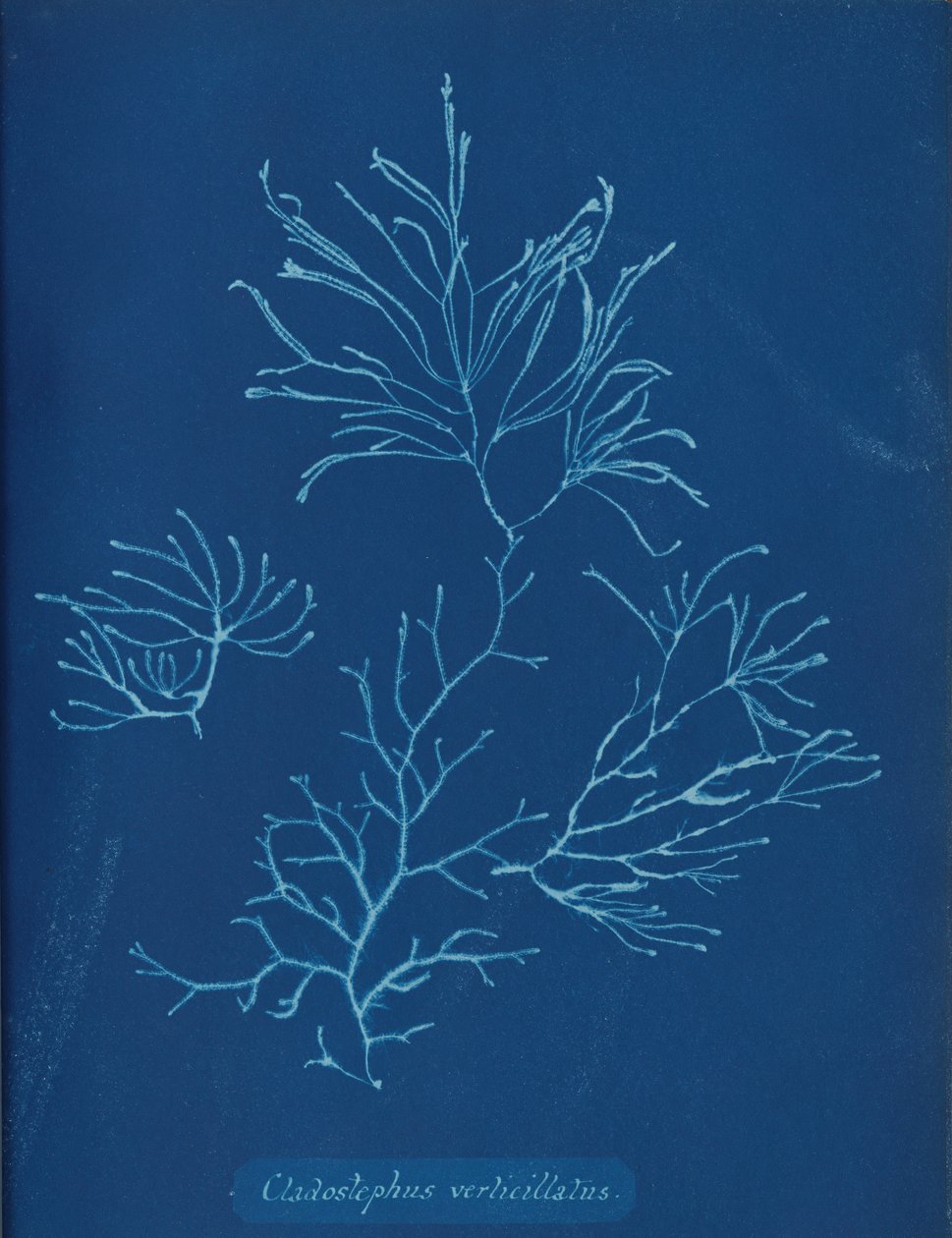 Cladostephus verticillatus, yak. 1853 by Anna Atkins