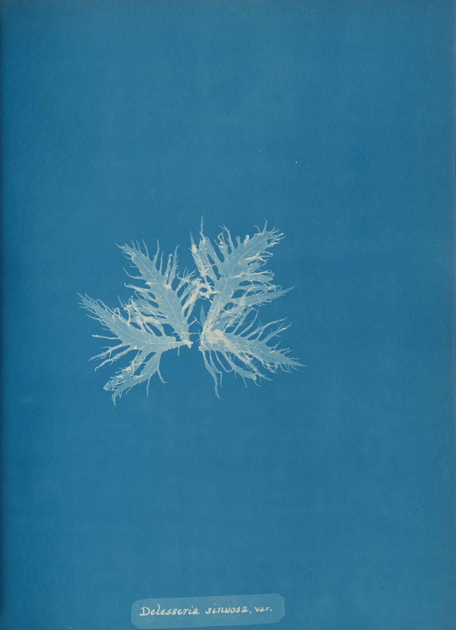 Delesseria sinvosa, var., Ca. 1853 by Anna Atkins