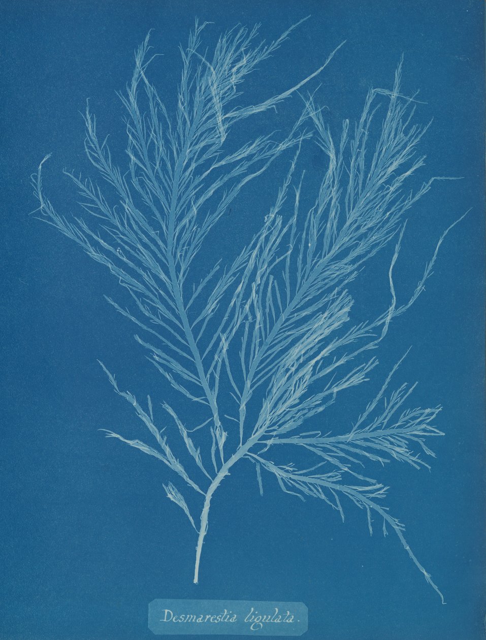 Desmarestia liqulata, yak. 1853. by Anna Atkins