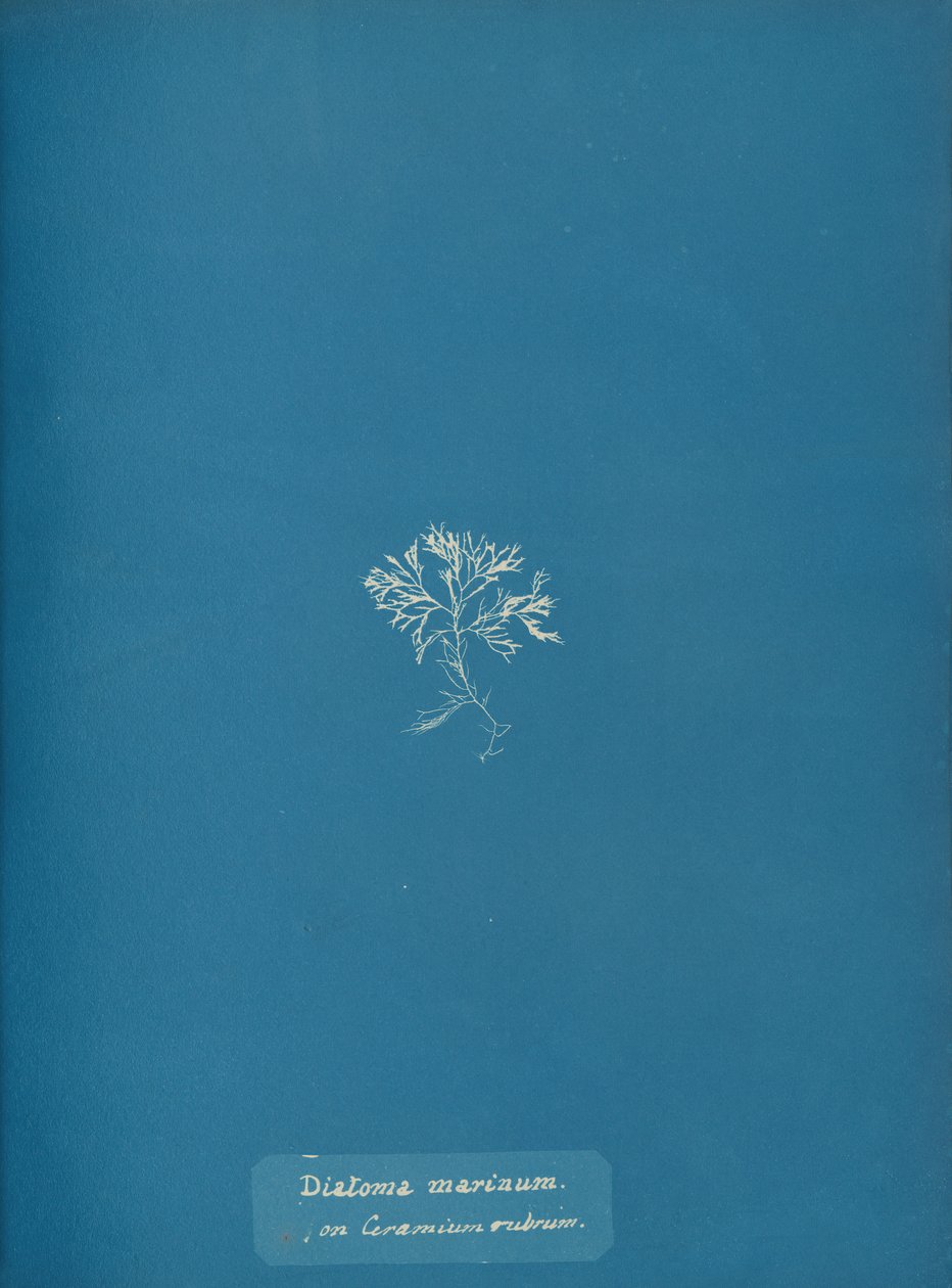 Ceramium kırmızısı üzerinde Diatoma marinum, yakl. 1853 by Anna Atkins