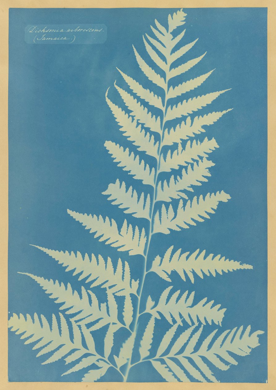 Dichsonia arborescens, Jamaika by Anna Atkins
