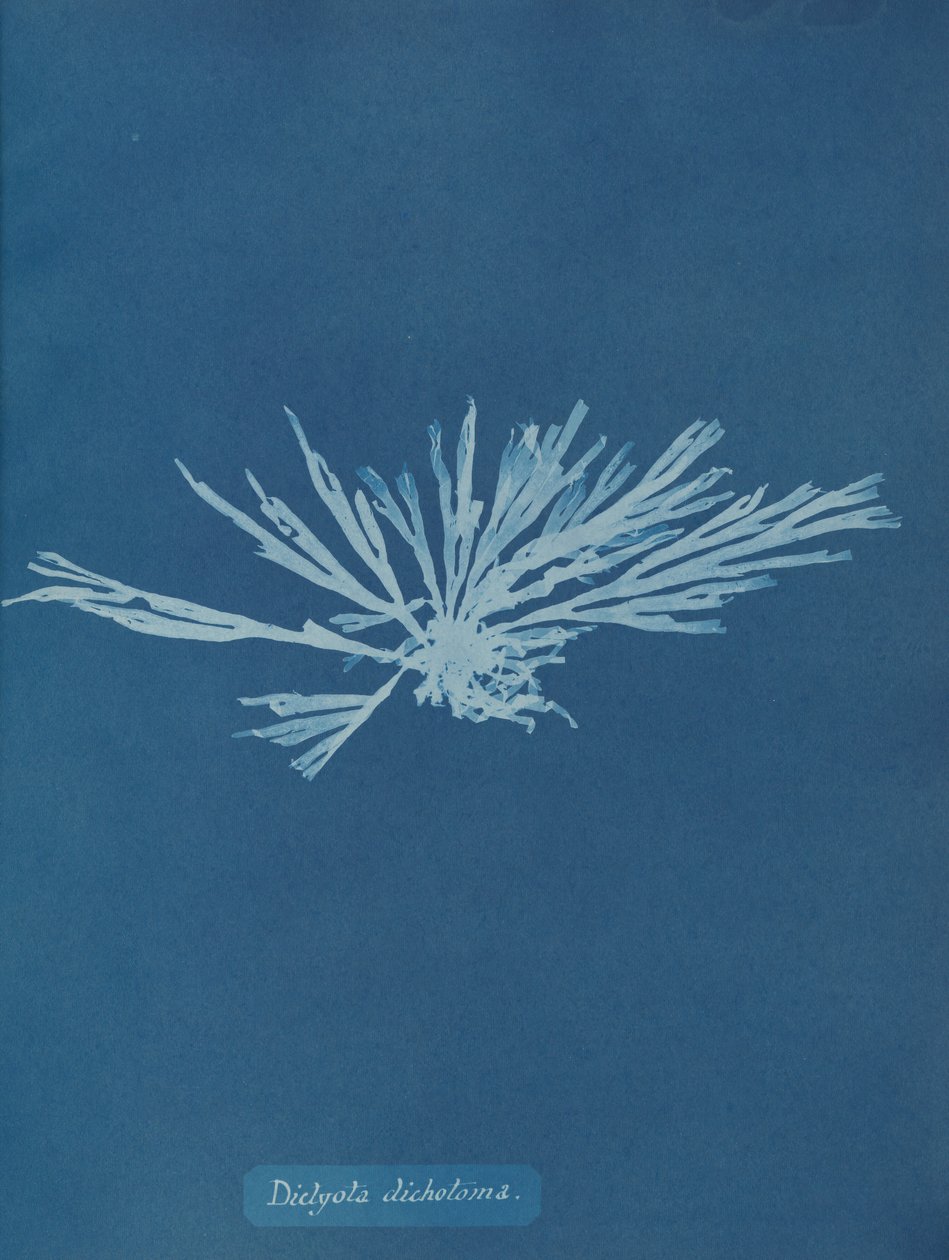 Dictyota ikilemi, ca. 1853. by Anna Atkins