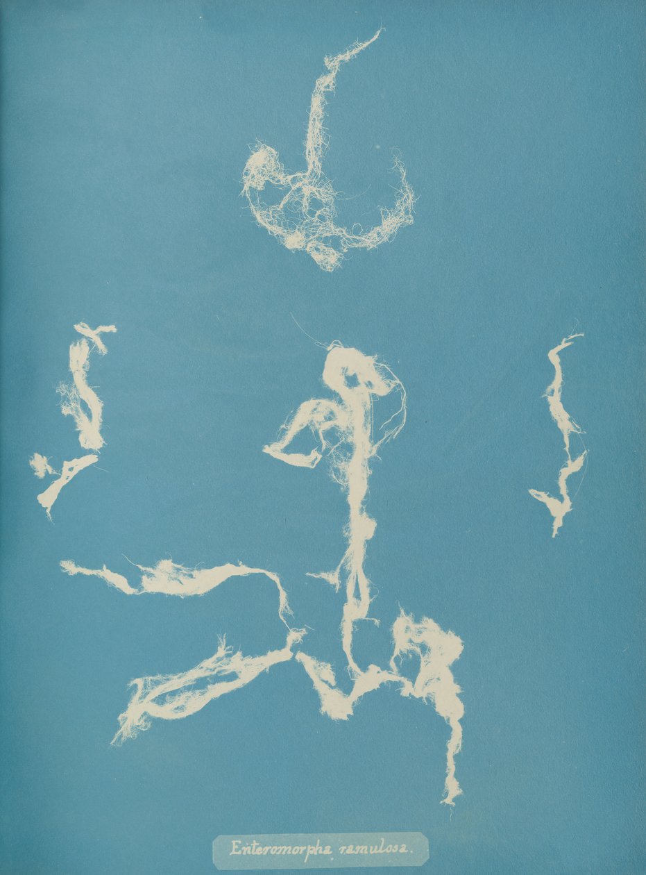 Enteromorpha ramulosa, yaklaşık 1853 by Anna Atkins