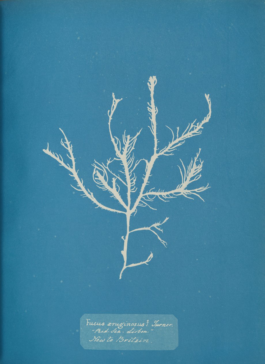 Fucus æruginosus Turner. Med. Sea Sisbon İngiltere