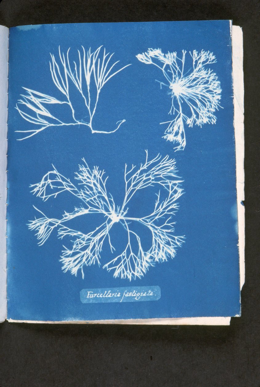 Furcelleria fastigiata, 