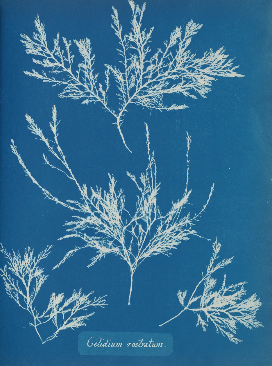 Gelidium rostratum, yak. 1853 by Anna Atkins