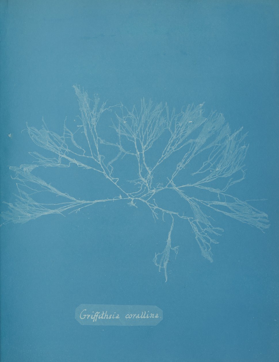 Mercan Griffithsia, yaklaşık. 1853. by Anna Atkins