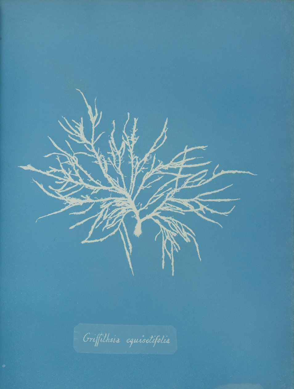 Griffithsia equisetifolia, yaklaşık 1853. by Anna Atkins