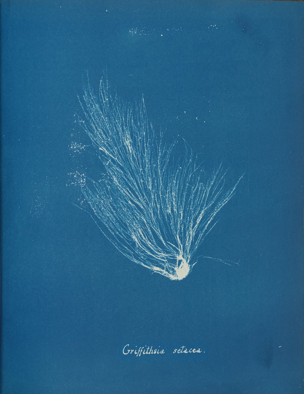 Griffithsia setacea, yakl. 1853. by Anna Atkins
