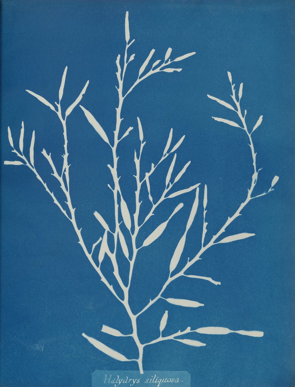 Halydrys siliquosa, yak. 1853 by Anna Atkins