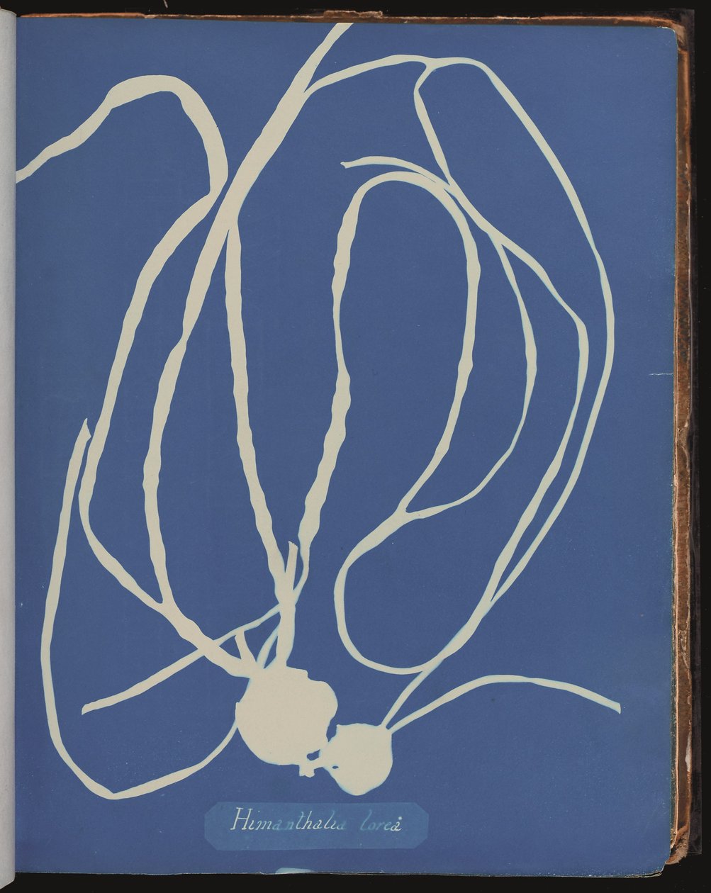 İngiliz Algæ Fotoğraflarından Himanthalia lorea (cyanotype) by Anna Atkins