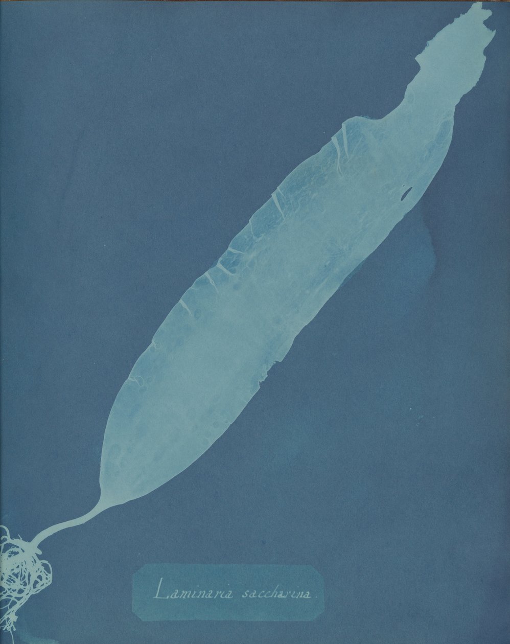 Laminaria saccharina, yak. 1853. by Anna Atkins