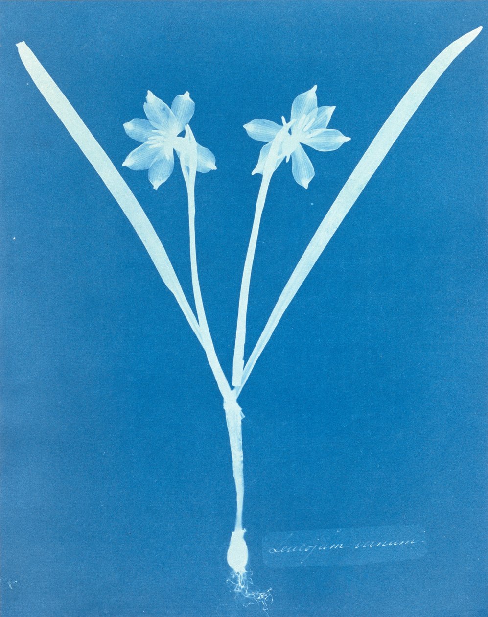 Anna Atkins tarafından Leucojam Varium by Anna Atkins