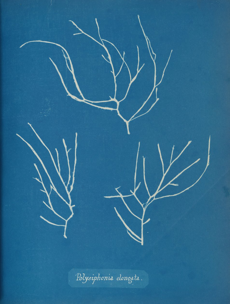 Polysiphonia elongata, yaklaşık 1853 by Anna Atkins