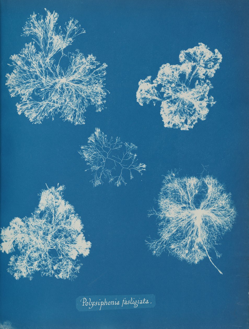 Polysiphonia fastigiata, yak. 1853 by Anna Atkins