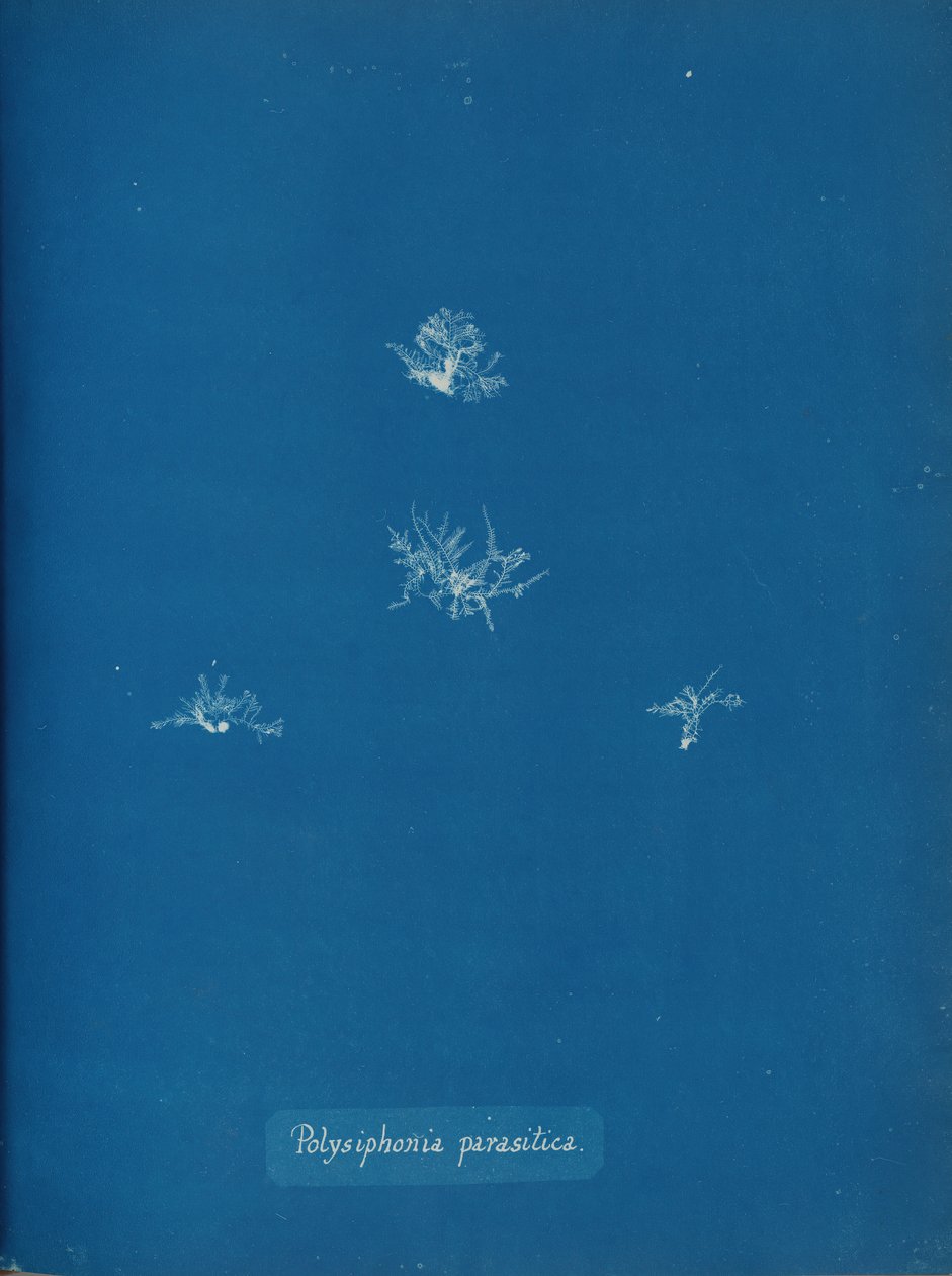 Polysiphonia parasitica, yaklaşık 1853. by Anna Atkins