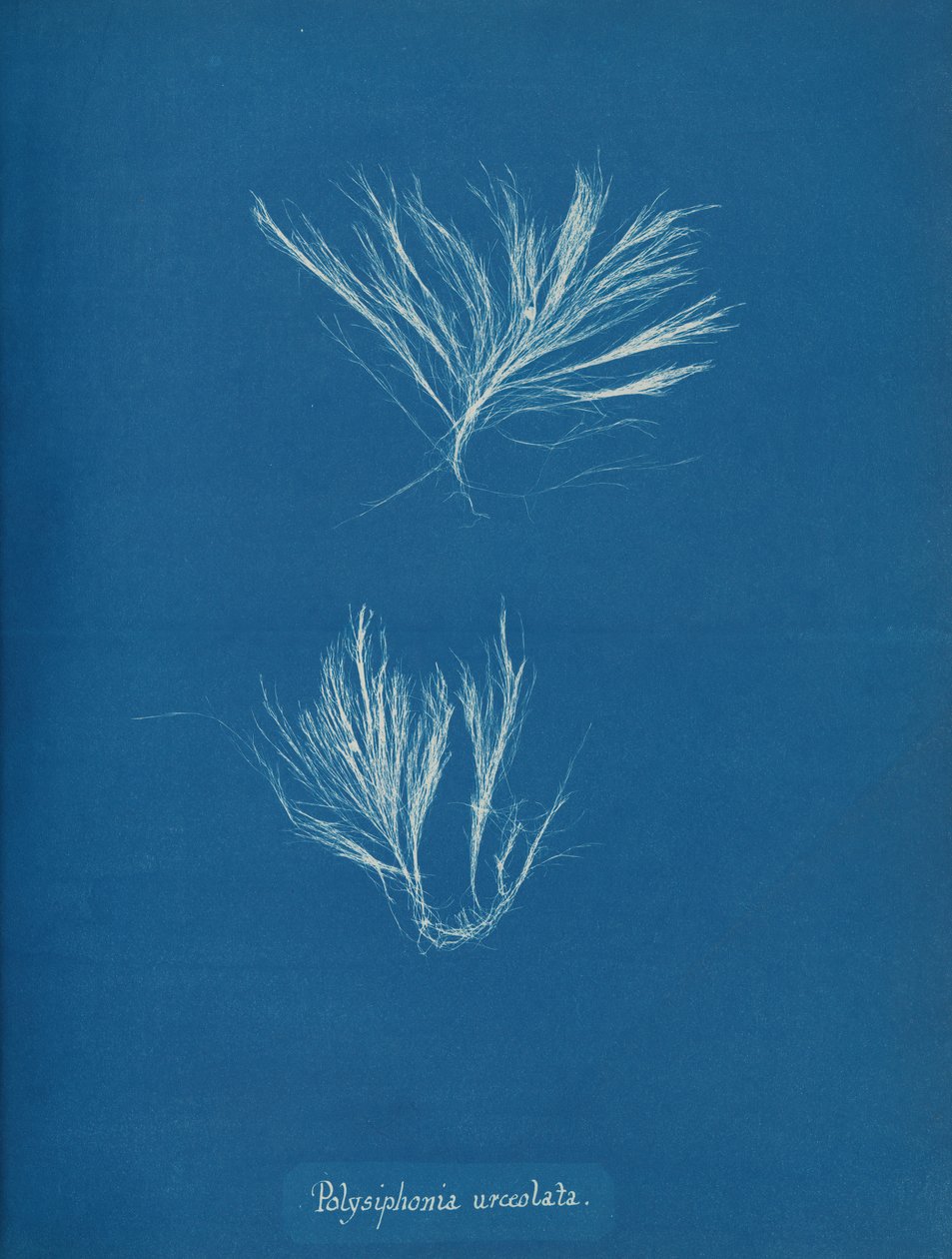 Polysiphonia urceolata, yak. 1853. by Anna Atkins